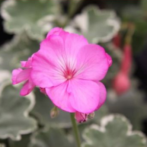 York Florists