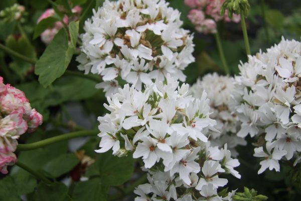 Apricot