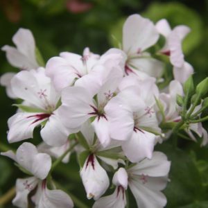 Basky Lilac