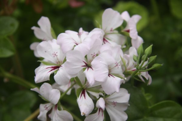 Basky Lilac
