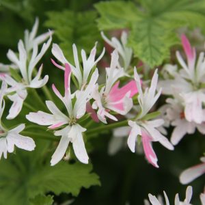 Cotta Lilac Queen