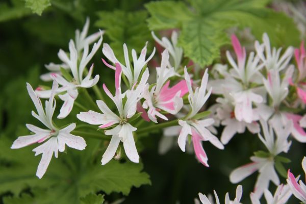 Cotta Lilac Queen