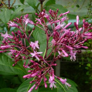 F. Paniculata