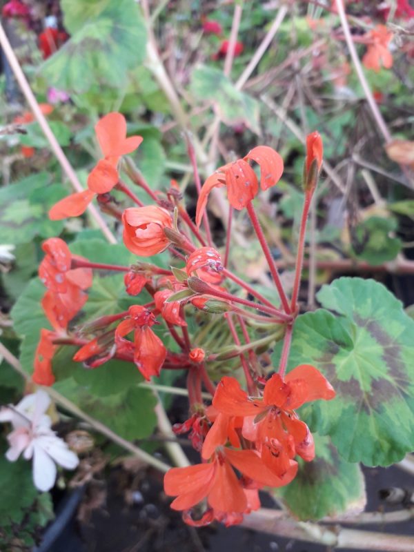 Groszer Gartenweiss