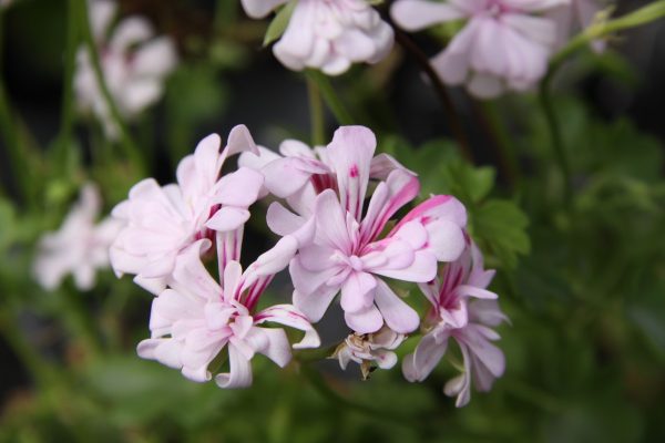 Highfield Appleblossom