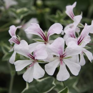Lord Bute