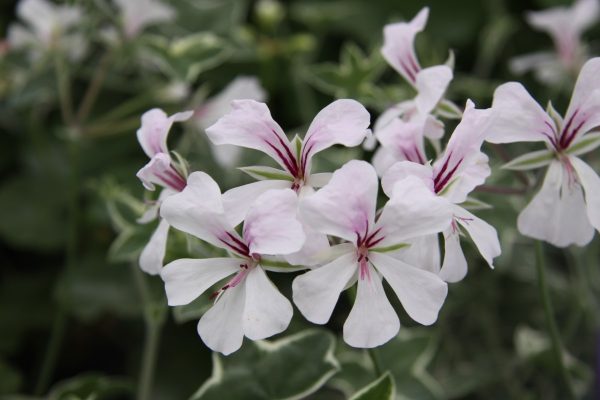 Lord Bute