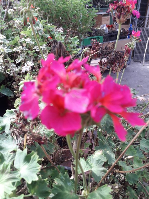 Mini Cascade Rose