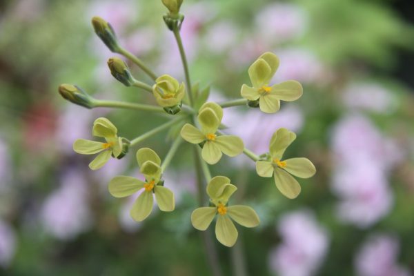 P. Sidoides