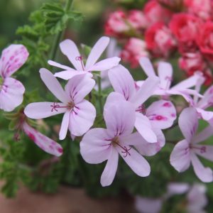 P. Gibbosum