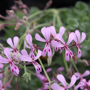 P. Renifromex Abrotanifolilila