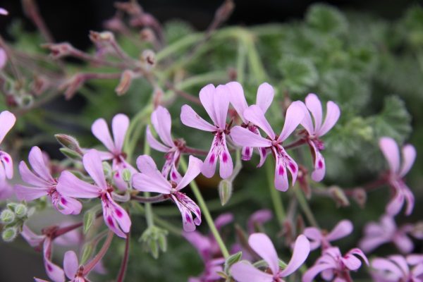 P. Renifromex Abrotanifolilila