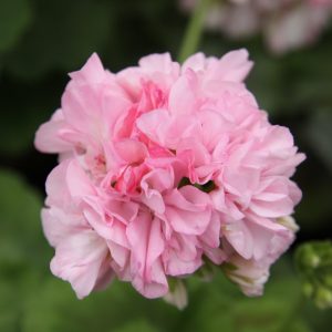 P. Radens