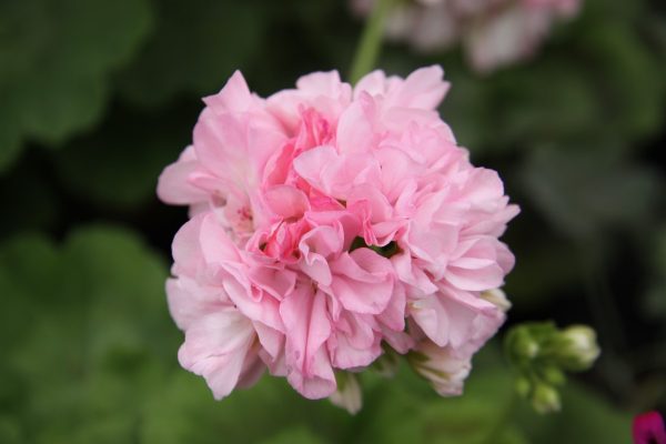 P. Radens