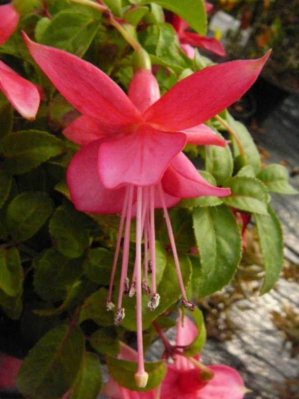 Pink Jade