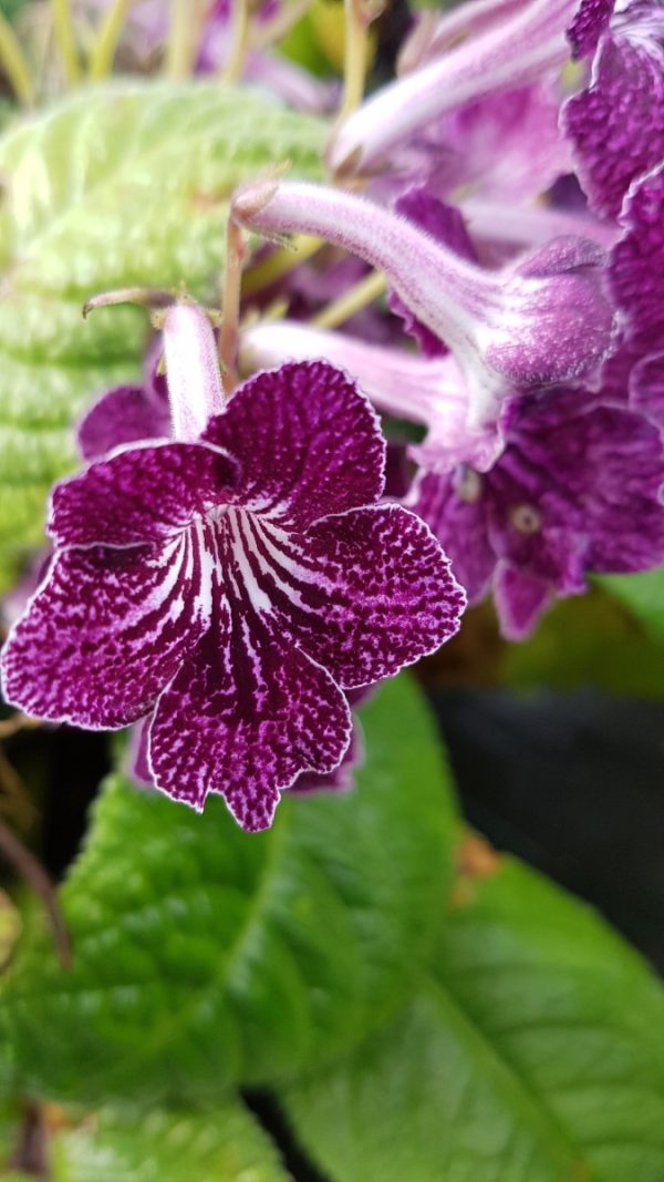 Purple peppered