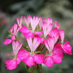 P. Momcomum
