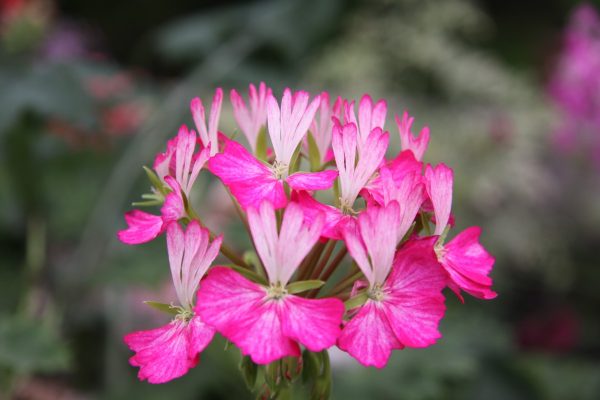 P. Momcomum