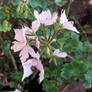 Rose Silver Cascade