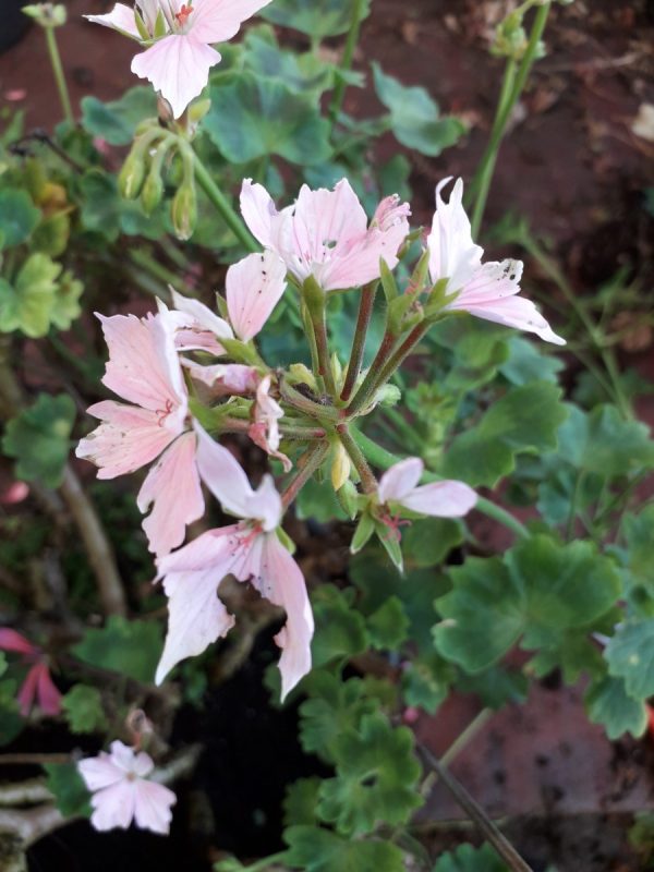 Rose Silver Cascade