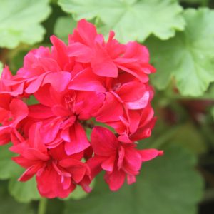 Red Pandorra