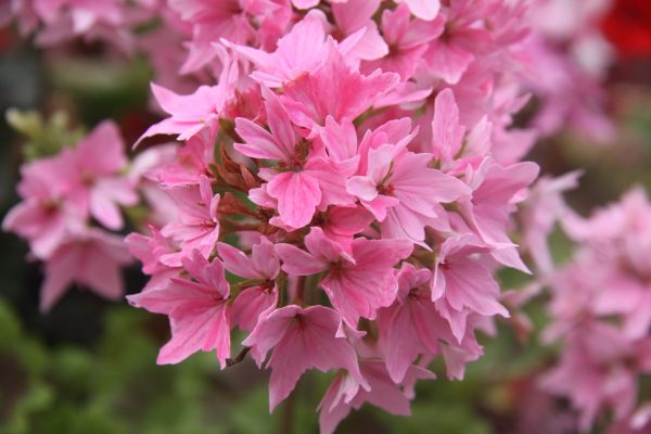 Video blush