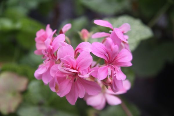Wantrina